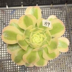 89#観葉植物アエオニウム錦❤️グリーンメデューサ❤️ 1大頭2小頭12cm 拔き苗 89#観葉植物アエオニウム錦❤️グリーンメデューサ❤️ 1大頭2小頭12cm