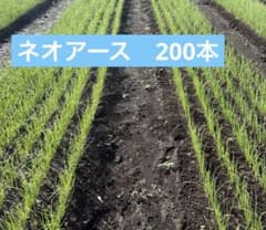 玉ねぎ苗　ネオアース200本のサムネイル