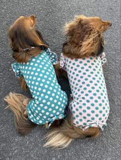ドット柄ロンパース ダックスフンド ロンパース 犬服 リボン オーダー