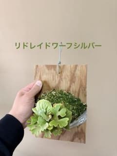 P.ridleyi dwarf silver② 自家撒き　選抜株　胞子培養 P.ridleyi dwarf silver② 自家撒き 選抜株 胞子培養 - メルカリ