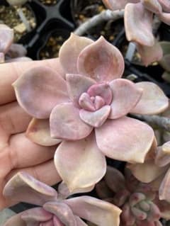 多肉植物☆葉挿し用☆パープルディライト☆10枚☆葉挿し高確率