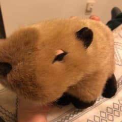 カピバラぬいぐるみ  値下げのサムネイル