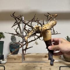 秋*様 KF11 コミフォラ ピュア カタフ ソマリア 現地株 下処理済み 秋*様 KF11 コミフォラ ピュア カタフ ソマリア 現地株 下処理済み