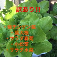 1、訳あり！発芽確認済み✩葉物野菜の種子セット　水耕栽培等にものサムネイル