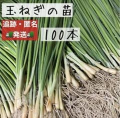 北海道産　玉ねぎ　苗　北もみじ2000　3000本 玉ねぎの苗 北もみじ2000 - メルカリ