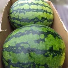収穫したて 大玉羅皇スイカ 2個セット 瑞々しい一品 朝涼しいうちにもいでます。のサムネイル