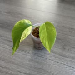 花宇宙株分け】モンステラ オーレア 黄斑 カット苗 monstera 斑入り