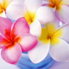 ヨウ様専用のサムネイル