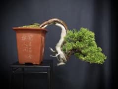 オークション 真柏 懸崖 半懸崖 盆栽 シャリ芸 小品盆栽 真柏盆栽