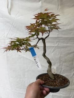 【ガチ盆栽】紅千鳥もみじ　実生　太幹　文人幹　樹高30cm ガチ盆栽】紅千鳥もみじ 実生 太幹 文人幹 樹高30cm - メルカリ
