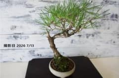 盆栽 『黒松』 和風 インテリア 観葉植物 園芸 オブジェ 送料無料 b295