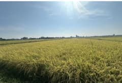 令和8年度産新米コシヒカリ玄米埼玉県産10キロ栽培期間中農薬等不使用のサムネイル