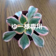 多肉植物　アエオニウム属　サンバースト抜き苗のサムネイル