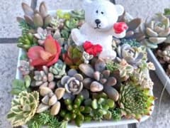 多肉植物　寄せ植え　そのまま飾れる　2コセットのサムネイル