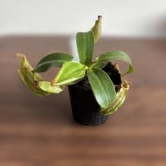 Nepenthes veitchii hyb. 食虫植物 ネペンテス　ビーチ Nepenthes veitchii hyb. 食虫植物 ネペンテス ビーチ - メルカリ