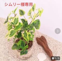 シムリー様専用　アイビーゴールデンファイヤー　ホワイトワンダーのサムネイル