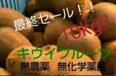 キウイフルーツ　10kg キウイフルーツのサムネイル