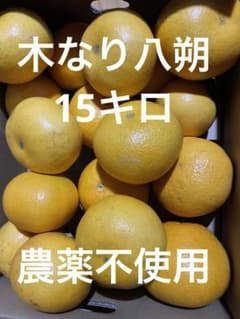 木なり八朔15キロ農薬不使用ご家族用のサムネイル