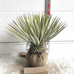 ロストラータ リギダ ホワイトブルー 一点物 | Shop at Mercari from