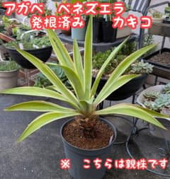 アガベ　ベネズエラ　☆　発根済みカキコ　3本のサムネイル