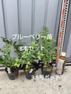 ブルーベリー苗3.5号ポット8本セット - メルカリ