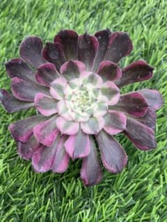 姫月錦　レア！　カット苗　アエオニウム　多肉植物のサムネイル