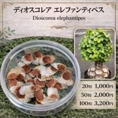 「種子20粒」ディオスコレア エレファンティぺス 亀甲竜のサムネイル
