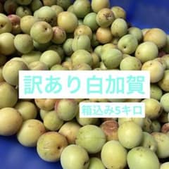 無農薬梅 訳あり白加賀 箱込み5キロ - メルカリ