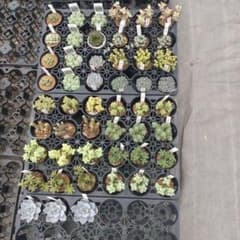 1ポット485円 クラッスラ サンスター 6cmポット - メルカリ