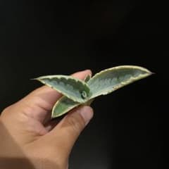 アガベ　リップルエフェクト　1のサムネイル