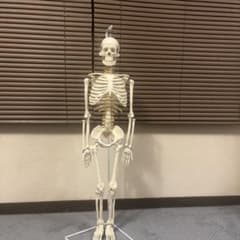人体骨格模型 全身骨格 スタンド付きのサムネイル