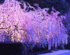 桜姫様専用のサムネイル