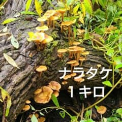 ナラタケ　1キロのサムネイル