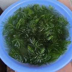 マツモ 5Lバケツ満タンのサムネイル