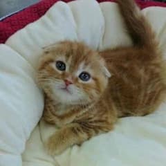 にゃみきさん専用のサムネイル