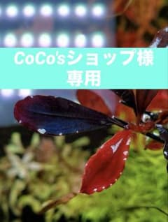 ❤︎#プロフ必読専用 CoCo'sショップ プロフ必読！様専用品 - メルカリ