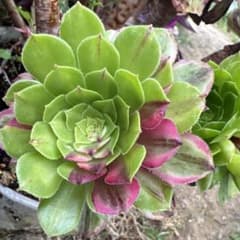アエオニウム 蛍火粉黛花颜カット苗1頭 - メルカリ