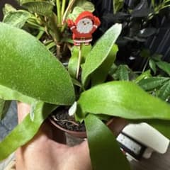 コウモリランのサムネイル