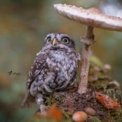 でぃっく様専用のサムネイル