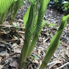 ウルイ(ギボウシ)苗とオルレア種のセットのサムネイル