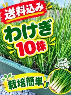 タイムセール　送料込み　わけぎ 10球セットのサムネイル