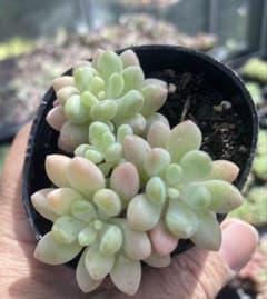 多肉植物　ロココ　抜き苗のサムネイル