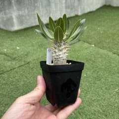 パキポディウム　ホロンベンセ実生26塊根植物　コーデックスのサムネイル