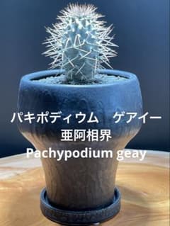 【現品】パキポディウム・ゲアイー　多頭　6号　黒鉢（1） パキポディウム ゲアイー 塊根植物 黒陶器鉢＋富士砂仕立 - メルカリ