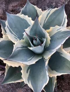 ①アガベオバティフォリア モビー HIDDEN AGAVE moby 検)オルカ アガベオバティフォリア モビー HIDDEN AGAVE moby 検)オルカ - メルカリ