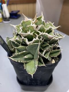 アガベ チタノタ　lize血統　白豪刺OC 発根済　子株② 安心サイズ アガベ チタノタ lize血統 白豪刺OC 発根済 子株② 安心サイズ