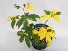 山野草　斑入り　ヤマシャクヤク　白黄散り斑 山野草 斑入り ヤマシャクヤク 白黄散り斑 - メルカリ