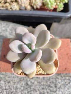 多肉植物　☆ピンクバニー☆抜き苗のサムネイル