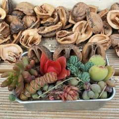 多肉植物くるみちゃんとタニクちゃんのサムネイル