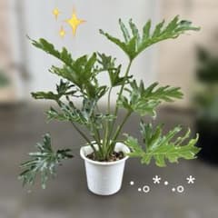 フィロデンドロン・セローム ✨️鉢ごと発送（メルカリ便）・.。*・.。*のサムネイル